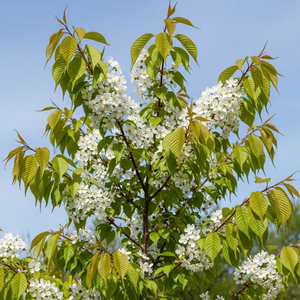 10ft Half-Standard Tibetan Cherry Tree | Mature Prunus Serrula | 6/8cm Girth | Grown in 20L Airpot