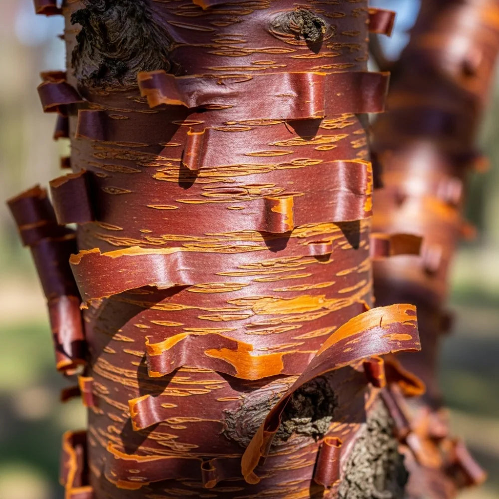 10ft Half-Standard Tibetan Cherry Tree | Mature Prunus Serrula | 6/8cm Girth | Grown in 20L Airpot