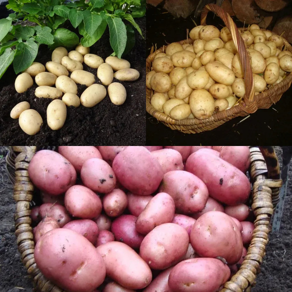 Top Performing Seed Potato Pack