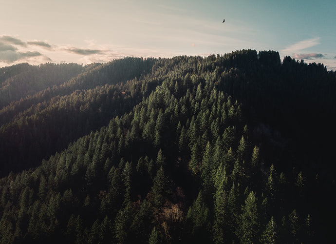 Mountain Trees