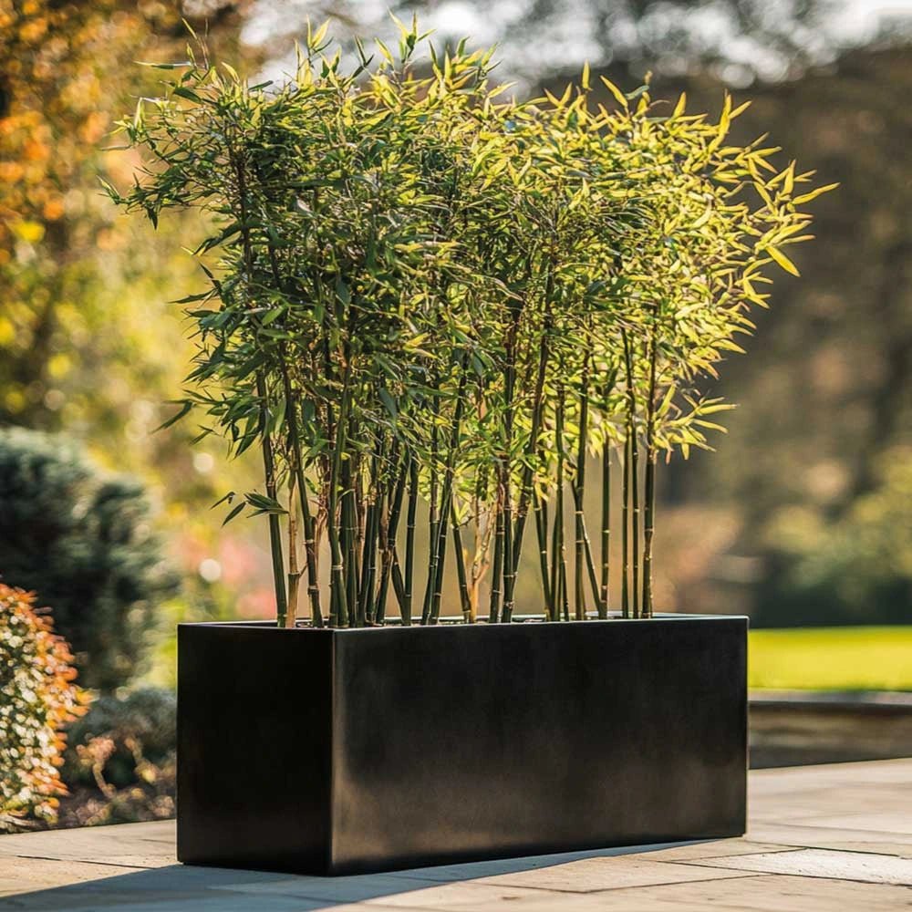 trough gloss black planter with bamboo trees