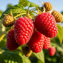 5 'Tulameen' Raspberry Canes