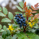 Ultimate Winter Colour Collection 6 different shrubs