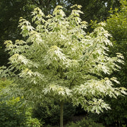 5ft Variegated Norway Maple Tree | Acer platanoides 'Drummondii' | 9L Pot  | 2 Years Old