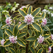 Variegated Winter Daphne (Daphne odora 'Aureomarginata') with green & yellow-edged leaves, pink & white flower clusters, blurred garden.