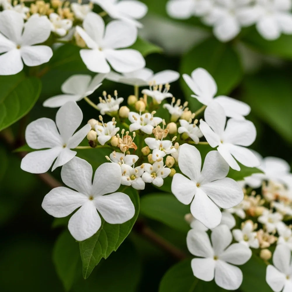 10-15cm Viburnum tinus | 9cm Pot