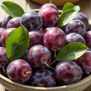 7ft Half-Standard 'Victoria' Plum Tree | Mature Bare Root | 6/8cm Girth