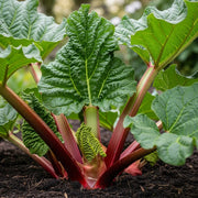 Vibrant green 'Victoria' Rhubarb leaves with red stalks in rich, dark soil, blurred garden background, showcasing healthy growth.