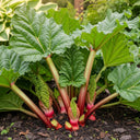 Victoria Rhubarb plant with large green leaves and red stalks growing in rich, dark soil, surrounded by lush garden foliage.