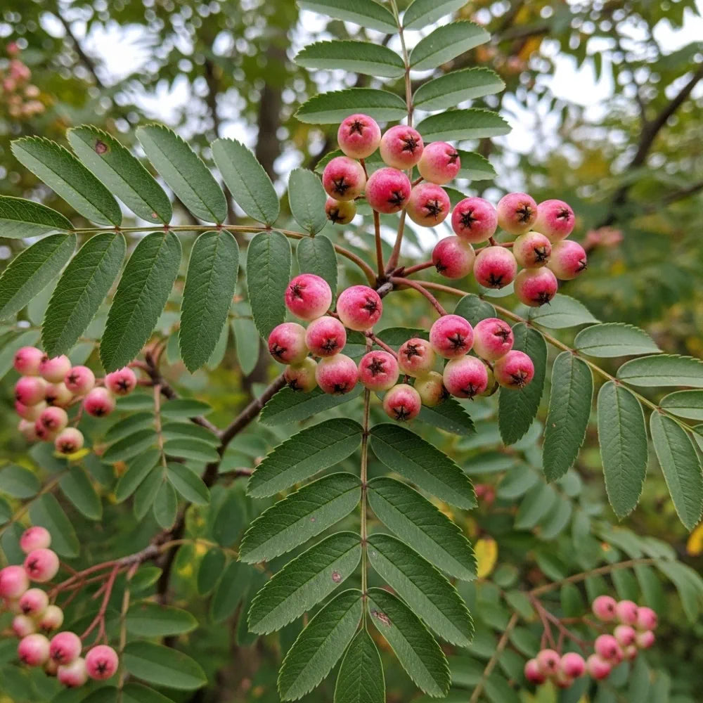 10ft Half-Standard Vilmorin's Rowan Tree | Mature Bare Root Sorbus Vilmorinii | 6/8cm Girth