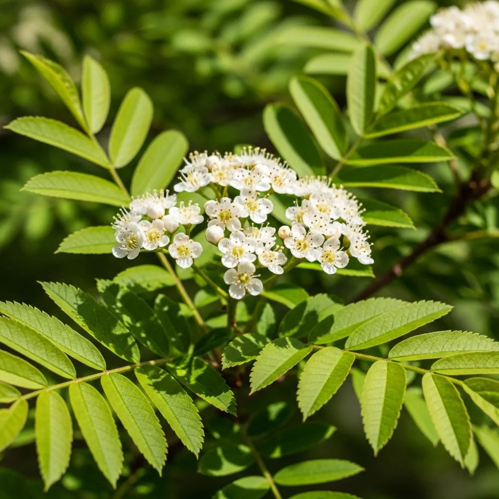 10ft Half-Standard Vilmorin's Rowan Tree | Mature Bare Root Sorbus Vilmorinii | 6/8cm Girth
