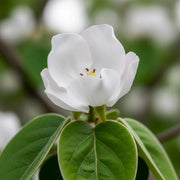 5ft 'Vranja' Quince Tree | Bare Root | 2 Years Old