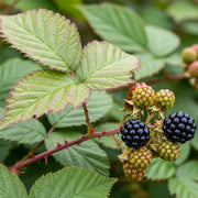 Ripe and unripe Waldo Blackberry Plants on a thorny branch with large green leaves, showcasing the contrast between dark and light berry colors.
