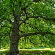 3ft Walnut Tree | Juglans regia | Bare Root | 1 Years Old
