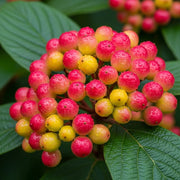 45-60cm Wayfarer Hedging | Viburnum lantana | Bare Root