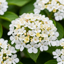 60cm Wayfarer Hedging | Viburnum lantana | Bare Root