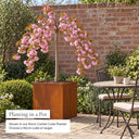 Weeping cherry tree planted in a corten steel cube planter