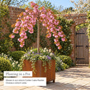 Weeping cherry tree planted in a corten steel cube planter