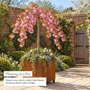 Weeping cherry tree planted in a corten steel cube planter