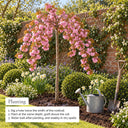 How to plant a weeping cherry tree in the ground