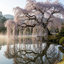 5ft Weeping Yoshino Cherry Blossom Tree | Prunus Yedoensis | Bare Root | 2 Years Old