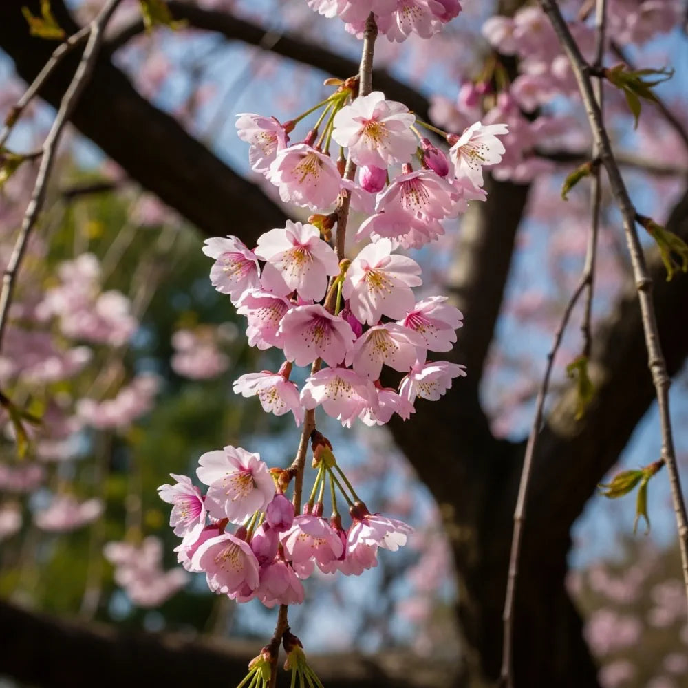 5ft Weeping Yoshino Cherry Blossom Tree | Prunus Yedoensis | 9L Pot | 2 Years Old