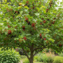 5ft 'Wellington' Mulberry Tree | 7.5L Pot | 2 Years Old