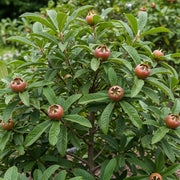 Meldar 'Westerveld' Tree |120-150cm Bare Root Tree | 2 Years Old