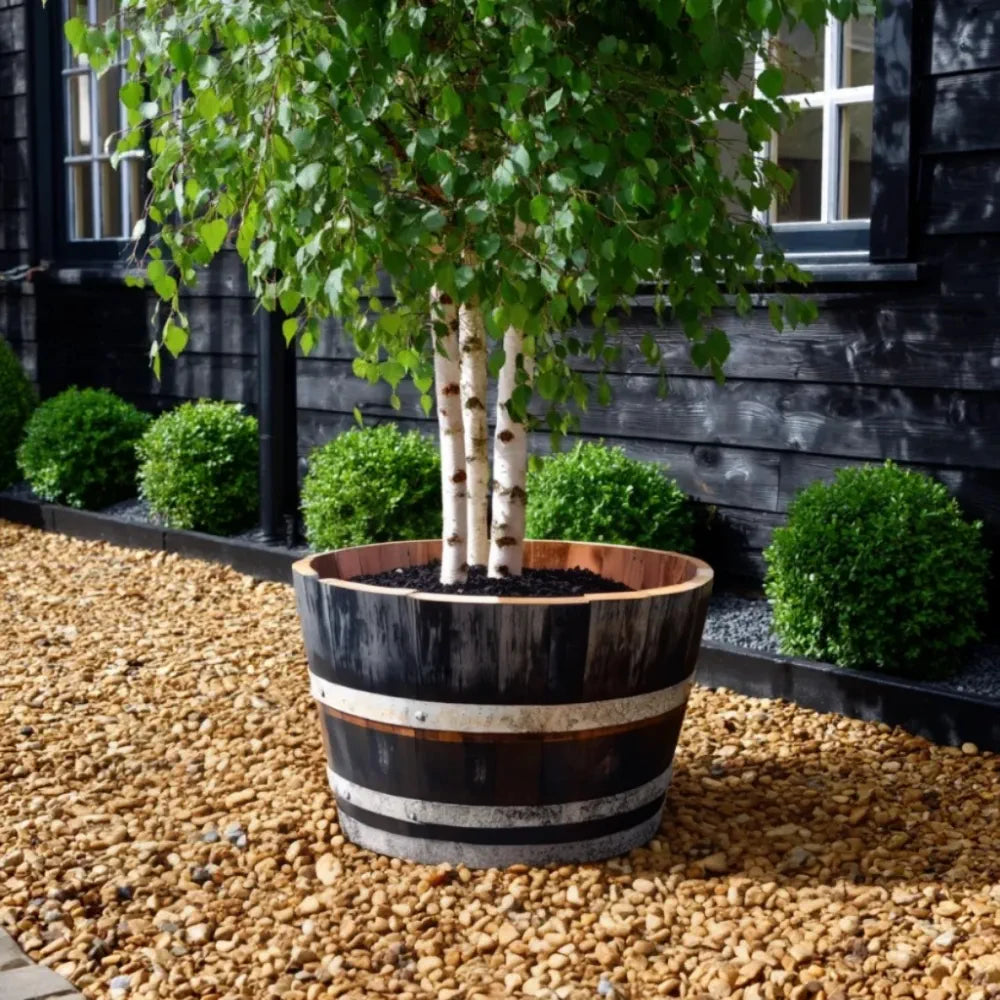 70cm Rustic Silver Hoop Half Whisky Barrel Oak Tree Planter