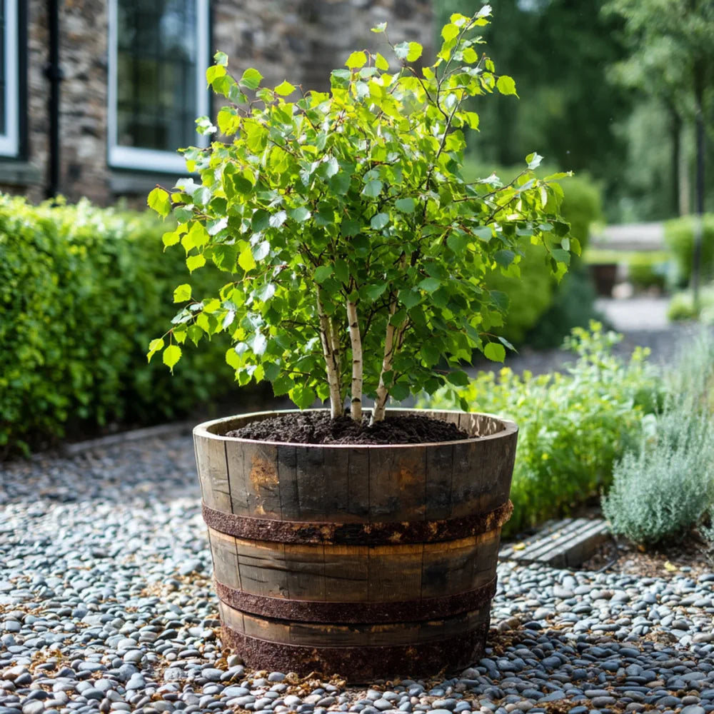 65cm Half Barrel Rustic Oak Tree Planter Rustic