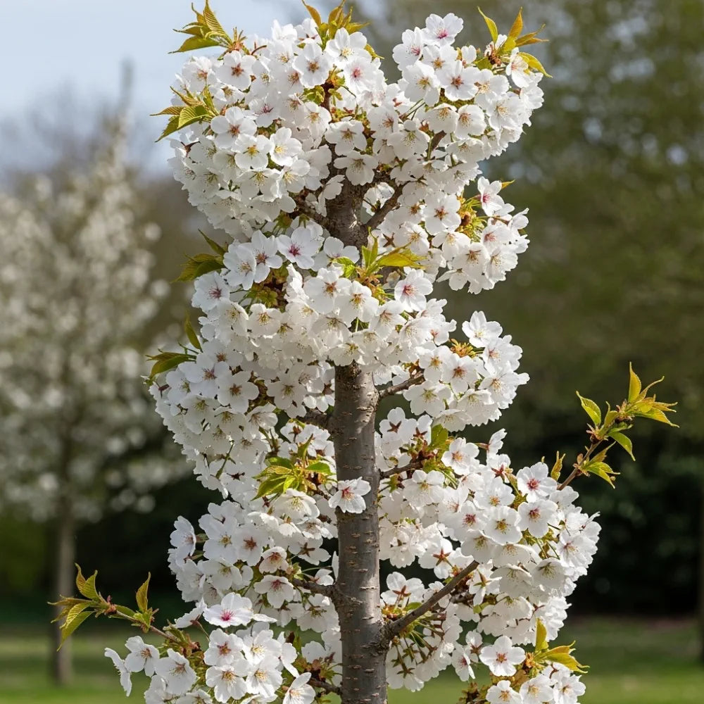 5ft White Columnar Cherry Blossom Tree | Prunus 'Spire' | Bare Root ...