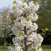 A White Columnar Cherry Blossom Tree (Prunus 'Spire') with white flower clusters and green leaves, blurred green background.