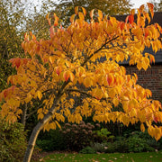 Vibrant White Flowering Dogwood Tree (Cornus florida 'Autumn Gold') with golden-yellow and red leaves in a garden, brick building, lush greenery.