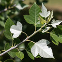 100cm White Poplar Hedging | Populus alba | Bare Root