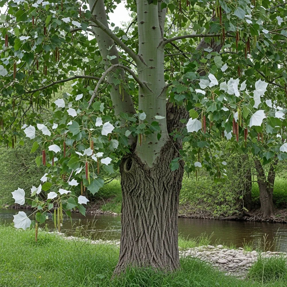 Large White Poplar (Populus alba) with textured bark, green leaves, white seed pods, by a calm river with lush greenery.