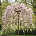 5ft White Weeping Cherry Blossom Tree | Prunus yedoensis 'Shidare Yoshino' | Bare Root | 2 Years Old