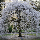 5ft White Weeping Cherry Blossom Tree | Prunus yedoensis 'Shidare Yoshino' | Bare Root | 2 Years Old
