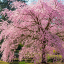 5ft White Winter Flowering Cherry Tree | Prunus subhirtella 'Autumnalis' | Bare Root | 2 Years Old