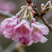 5ft White Winter Flowering Cherry Tree | Prunus subhirtella 'Autumnalis' | Bare Root | 2 Years Old