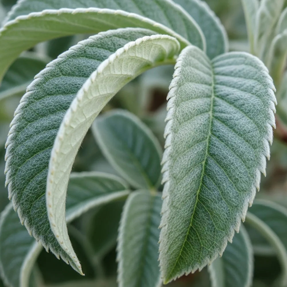 6ft Half-Standard 'Lutescens' Mature Whitebeam Tree | Sorbus Aria | 6/8cm Girth | Grown in 20L Airpot