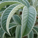7ft Half-Standard 'Lutescens' Mature Whitebeam Tree | Sorbus Aria | 6/8cm Girth | Grown in 20L Airpot