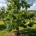 7ft Half-Standard 'Green Williams' Pear Tree | Mature Bare Root | 6/8cm Girth
