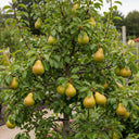 5ft 'Green Williams' Pear Tree | 7.5L Pot | 2 Years Old