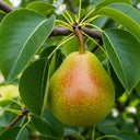 7ft Half-Standard 'Green Williams' Mature Pear Tree | 6/8cm Girth | Grown in 20L Airpot