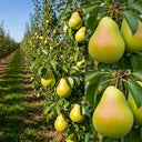 7ft Half-Standard 'Green Williams' Mature Pear Tree | 6/8cm Girth | Grown in 20L Airpot