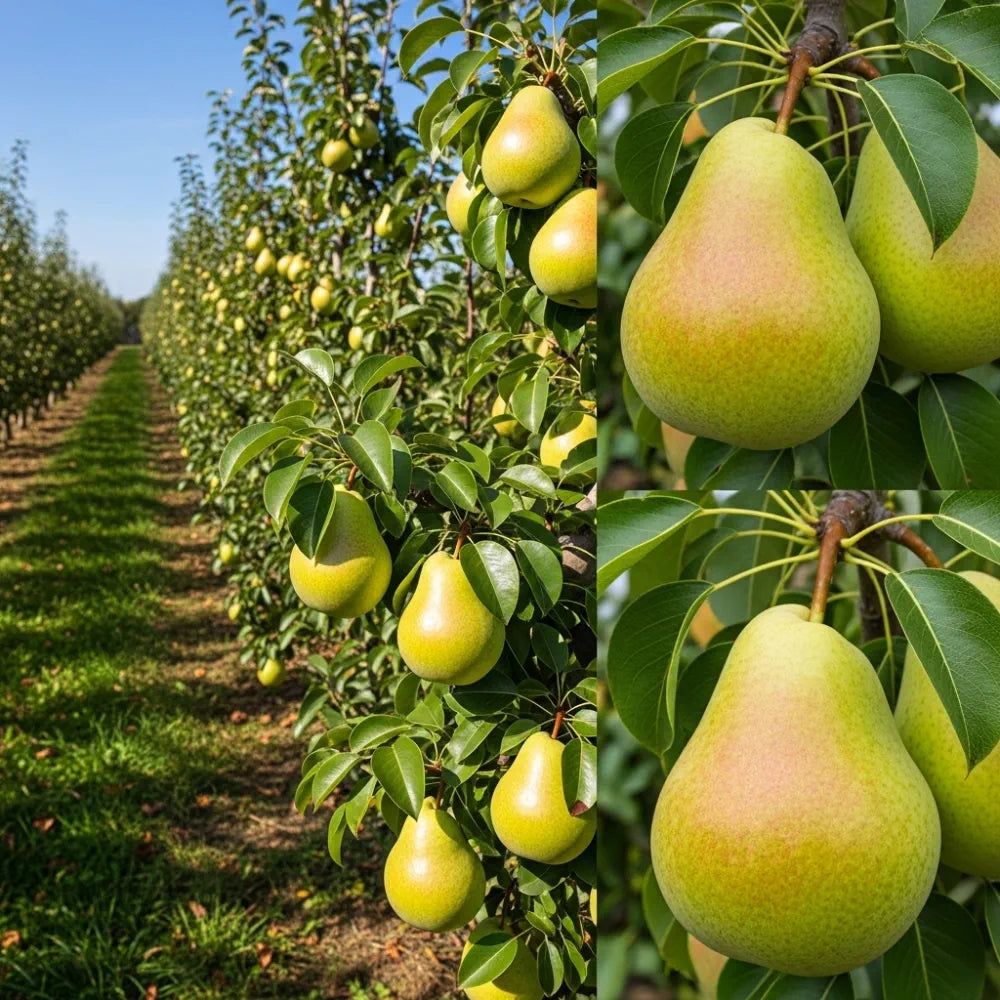 7ft Half-Standard 'Green Williams' Pear Tree | Mature Bare Root | 6/8c ...