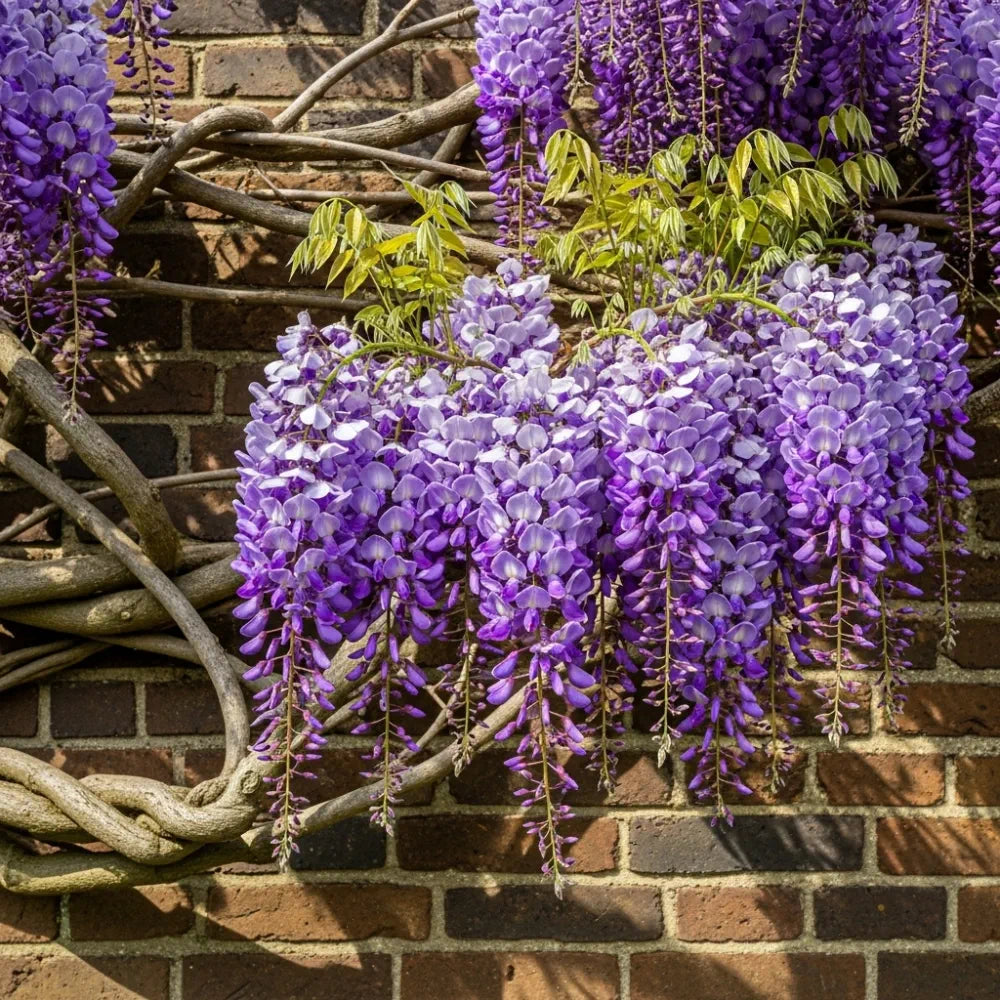 2ft Grafted Japanese Wisteria | Wisteria floribunda 'Black Dragon' | 2L Pot