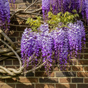 3ft Grafted Japanese Wisteria | Wisteria floribunda 'Black Dragon' | 2L Pot