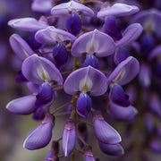 2 Japanese Wisteria | Wisteria floribunda 'Black Dragon' | 2L Pots