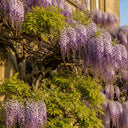 3ft Grafted Japanese Wisteria | Wisteria floribunda 'Macrobotrys' | 2L Pot